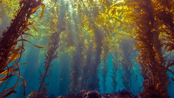 Бурые водоросли макроцистис