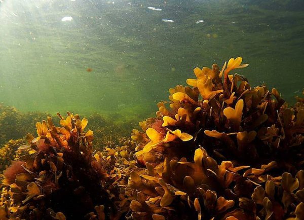 Бурые водоросли фукус