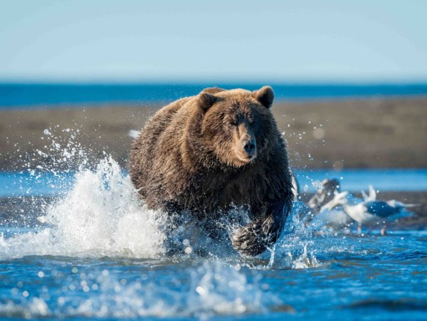 Морской ламинария бурая водоросль