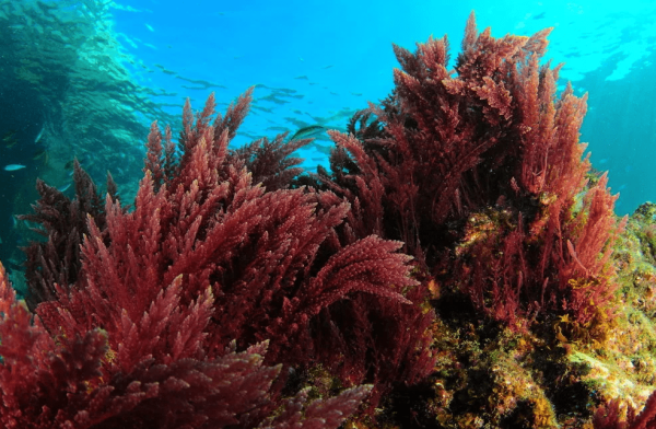 Бурые водоросли ламинария