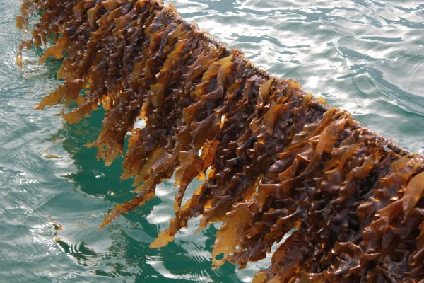 Макроцистис водоросли