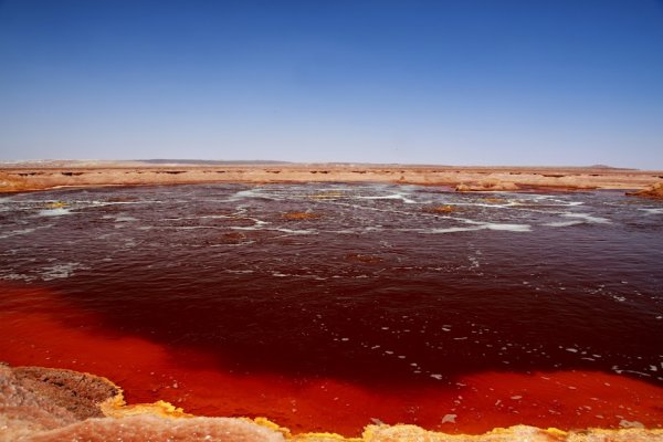 Водоросли келп ламинариевые