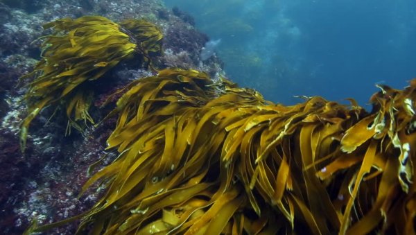 Северный морской пейзаж