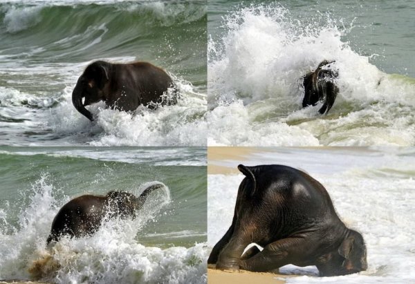 Слоненок на море