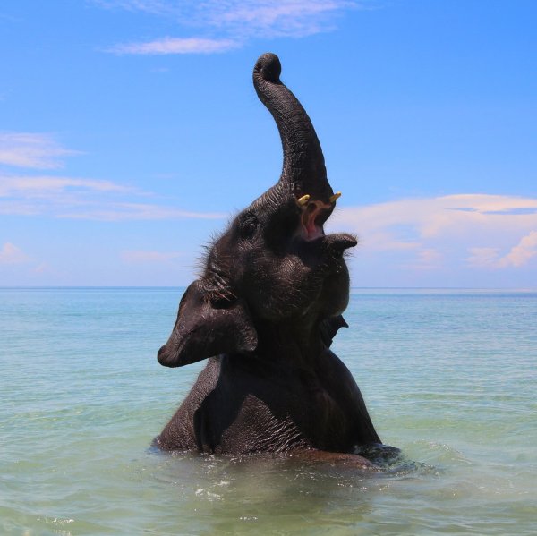 Слоненок на пляже