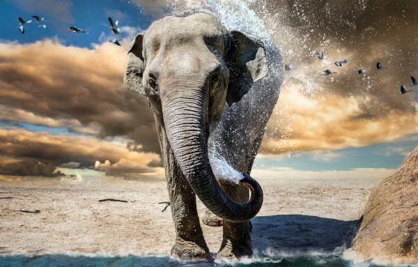 Слон на море