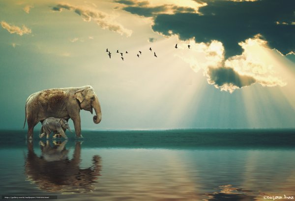 Шри Ланка слон