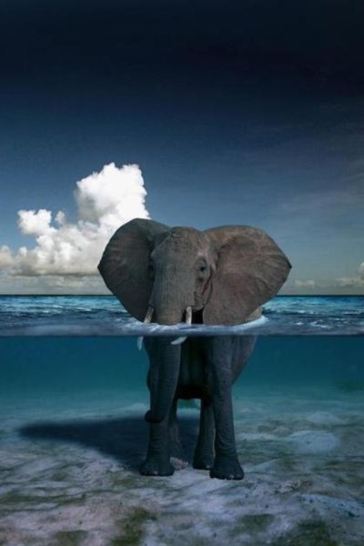 Слон плавает