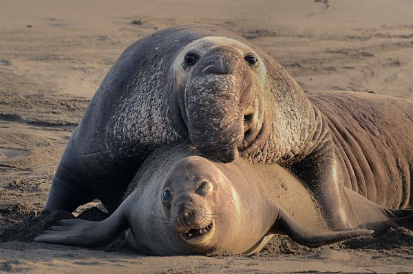 Ждун офисный