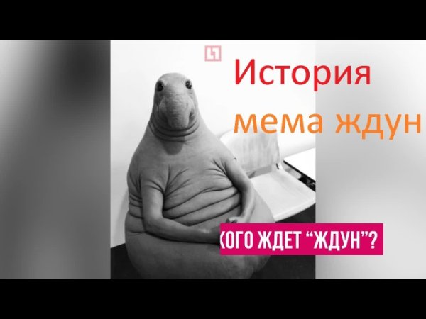 Слон-Ждун морской слон Ждун