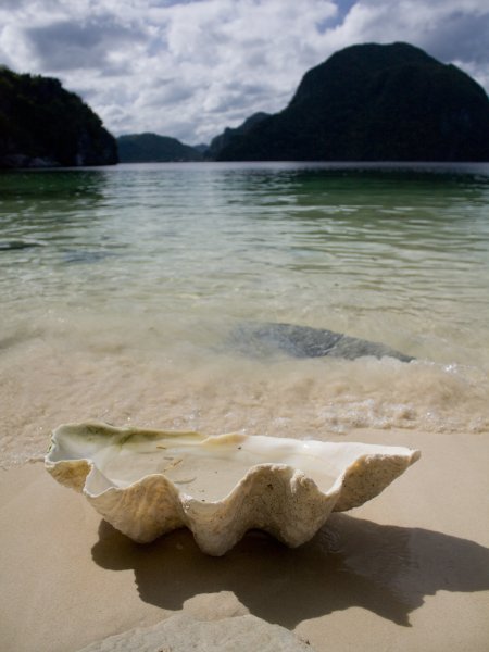 Раковина на берегу