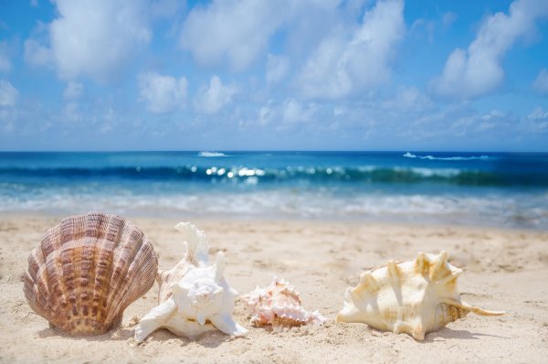 Песок пляж ракушки