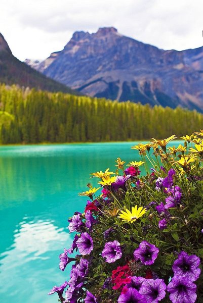 Цветы в горах