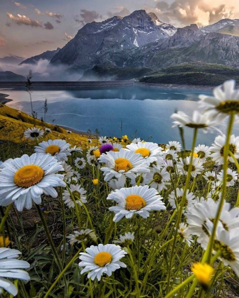 Ромашковое поле Каменск Уральский
