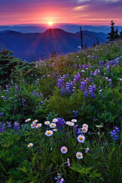 Доброе утро природа