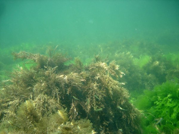 Лауренсия водоросль чёрное море