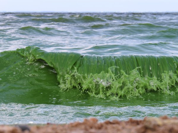 Азовское море зацвело