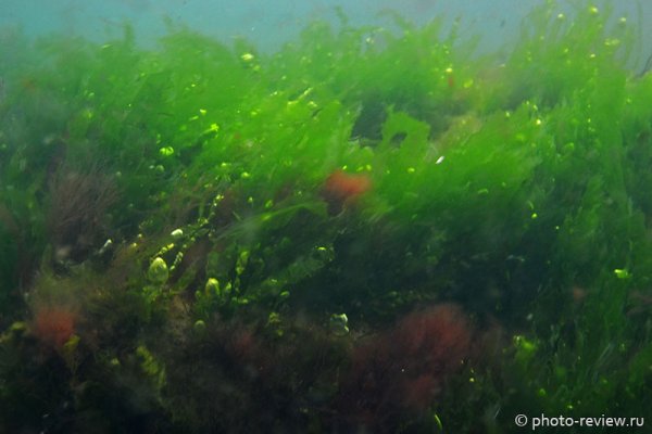 Черноморская энтероморфа