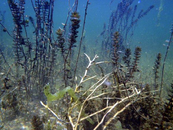 Флора дна Азовского моря