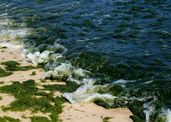 Флора Азовского моря