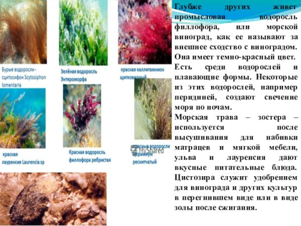 Водоросли черного моря сообщение