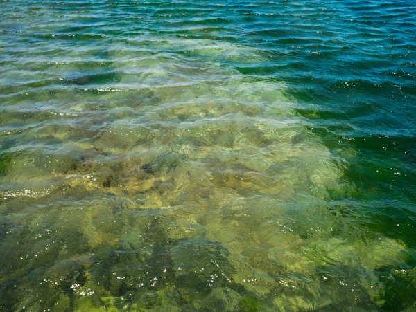 Зеленые водоросли Азовского моря