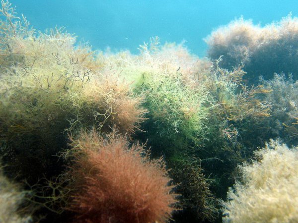 Морские водоросли черного моря