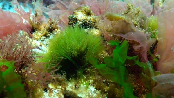 Кладофора в черном море