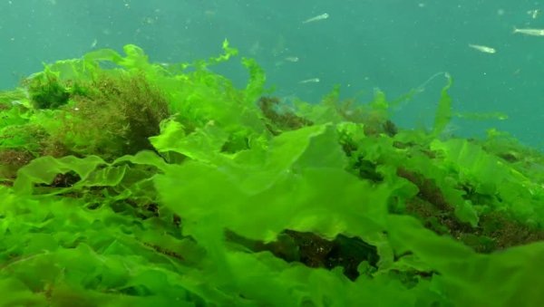 Ульва линзовидная