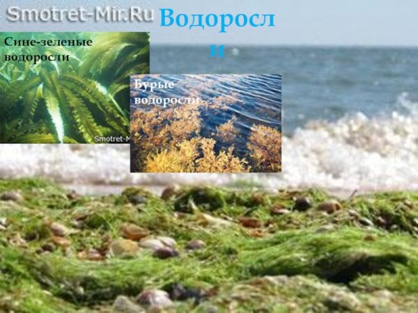 Водоросли Азовского моря