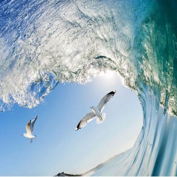 Море волны Чайки