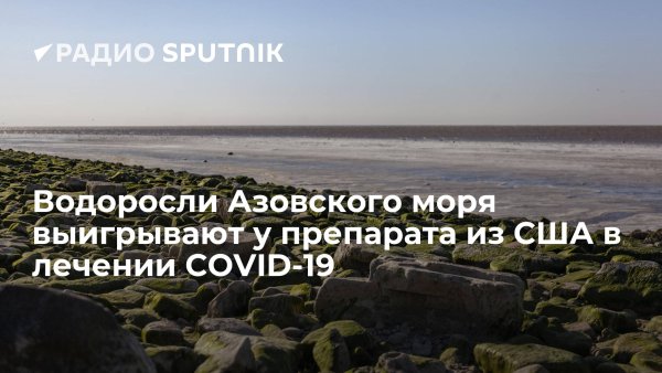 Водоросли Азовского моря сообщение