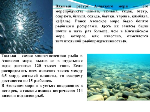 Рыбные ресурсы Азовского моря