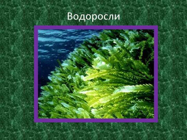 Группы водорослей 3 класс