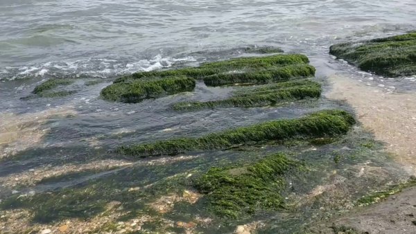 Флора Каспийского моря