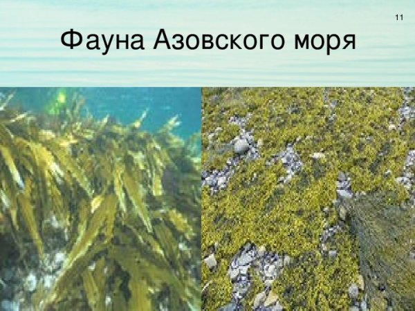 Водоросли черного и Азовского морей