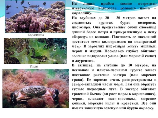 Флора Черноморское