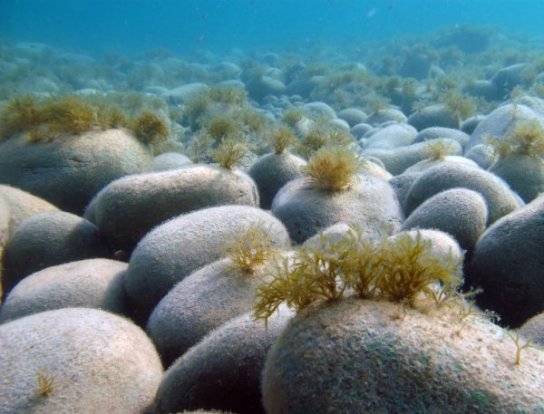Растения растущие в океане