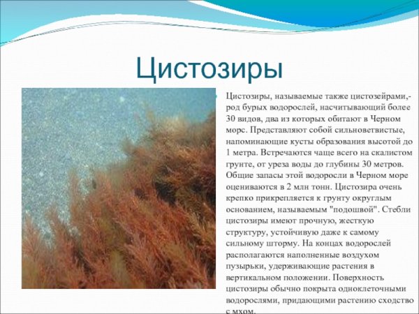 Растительный и животный мир черного моря