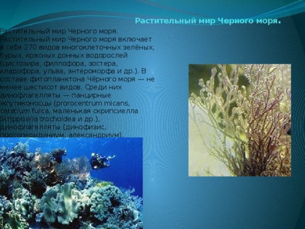 Рпстительность чёрного моря