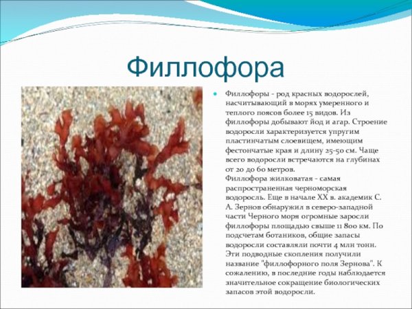 Морская трава Зостера Марина