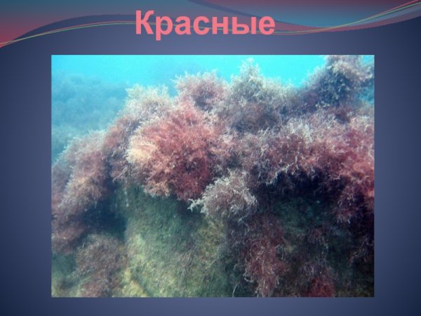 Красные водоросли