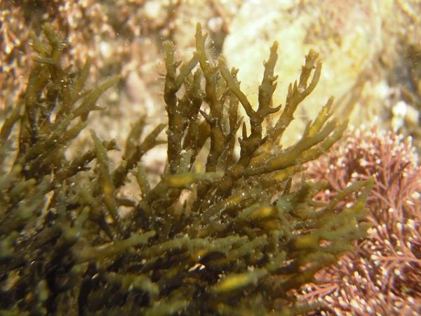 Водоросли Азовского моря