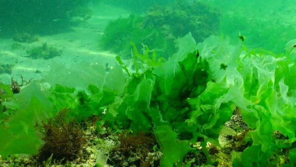 Трава Зостера Марина