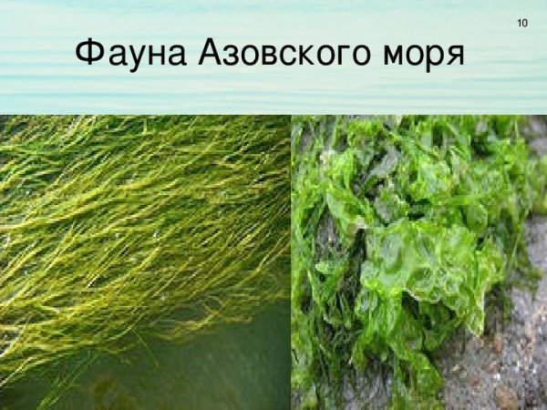 Длиннорылая рыба-игла