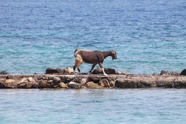 Козёл на море