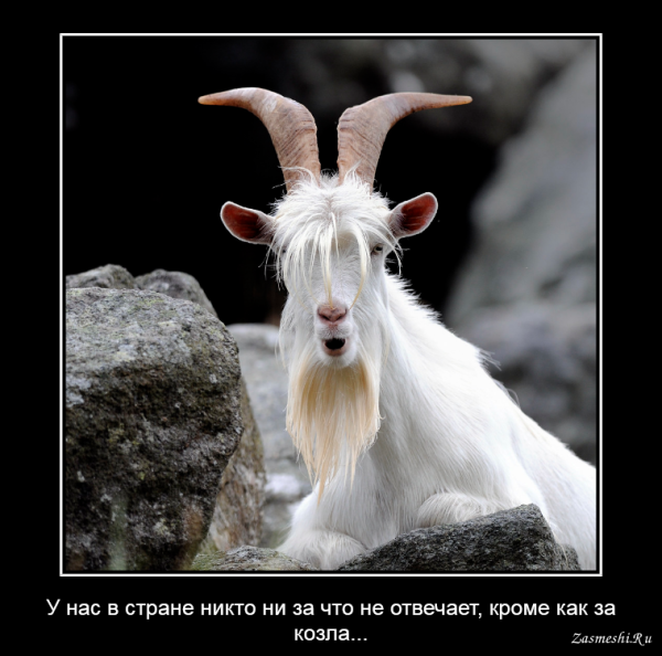 Коза в очках