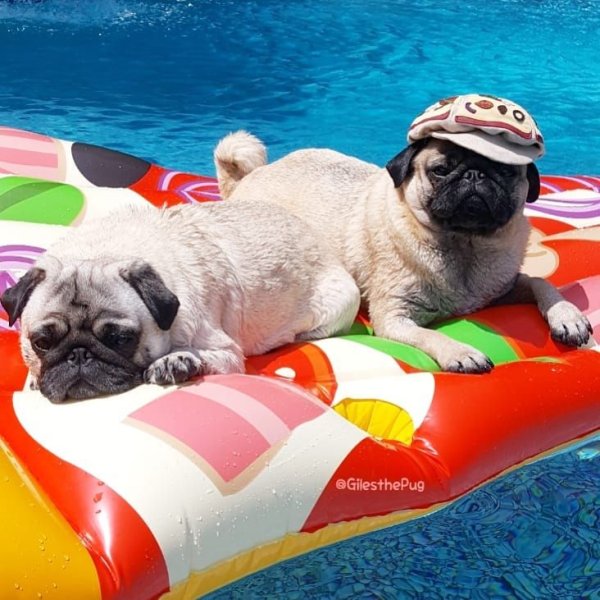 Мопс в бассейне