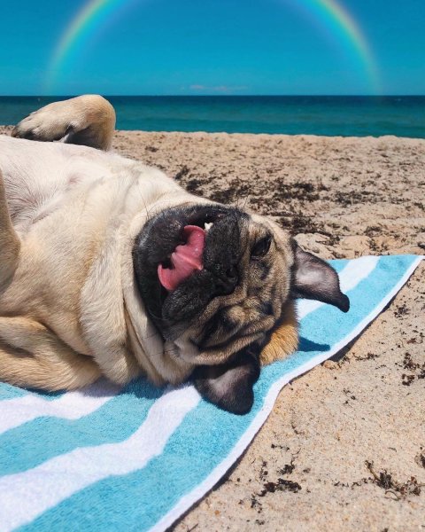 Мопс на море