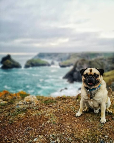 Собака Мопс в море